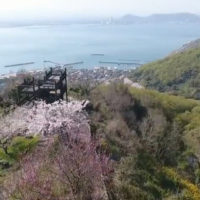 ドローン撮影 高松市女木島の春・桜