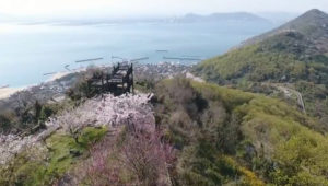 ドローン撮影 高松市女木島の春・桜
